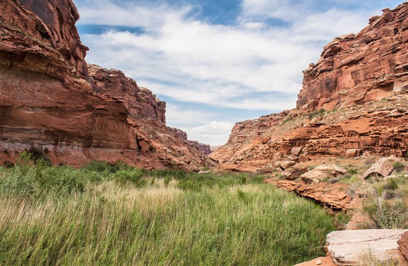 The image shows a canyon with red rock walls on either side. In the center of the canyon, there is a lush green field of tall grass. The sky above is blue with scattered white clouds. The overall impression is one of a natural, arid landscape with a surprising oasis of green vegetation.